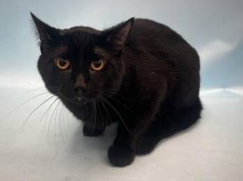 Jet -  Domestic Short Hair Cat for Adoption in Golden Valley, Minnesota - Jet | PetCurious