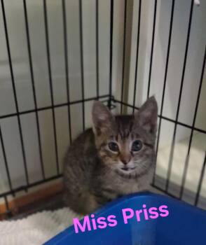 Miss Priss -  Domestic Medium Hair Cat for Adoption in Lynchburg, Tennessee - Miss Priss | PetCurious
