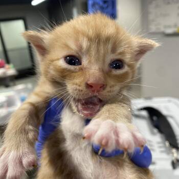 Igor -  Domestic Short Hair Cat for Adoption in Tampa, Florida - Igor | PetCurious