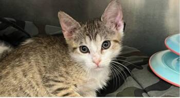 Rescue Domestic Short Hair and Tabby Cats for Adoption in Houston, Texas - Sweet Nothings | PetCurious