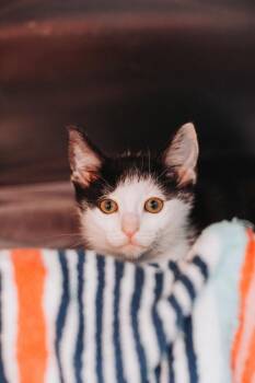 92049a Lunar -  Domestic Short Hair Cat Available for Adoption in North Charleston, South Carolina - 92049a Lunar | PetCurious