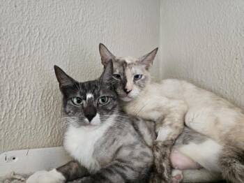 Flora -  Siamese Cat for Adoption in Vancouver, Washington - Flora | PetCurious