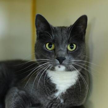 Sassy -  Domestic Short Hair Cat for Adoption in Idaho Falls, Idaho - Sassy | PetCurious