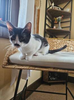Maggie -  Domestic Short Hair Cat for Adoption in West Mifflin, Pennsylvania - Maggie | PetCurious