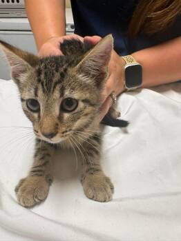 Marge -  Domestic Short Hair Cat for Adoption in Springfield, Georgia - Marge | PetCurious