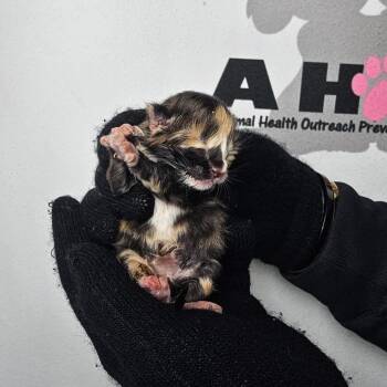 Buttercup -  American Shorthair and Domestic Short Hair Cat for Adoption in Milton, Florida - Buttercup | PetCurious