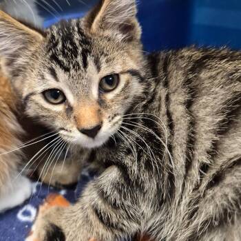 Mordecai -  Domestic Short Hair Cat for Adoption in Oak Ridge, Tennessee - Mordecai | PetCurious
