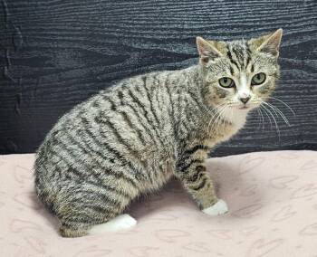 Domestic Short Hair Cats Available for Adoption - Gin | PetCurious