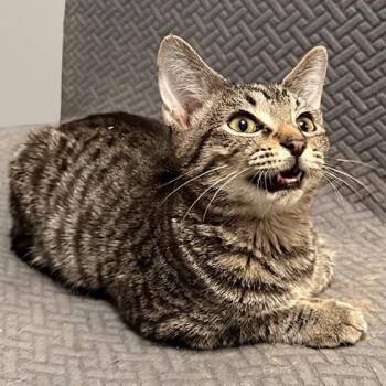 Cory -  Domestic Short Hair Cat for Adoption in Greenfield, Indiana - Cory | PetCurious