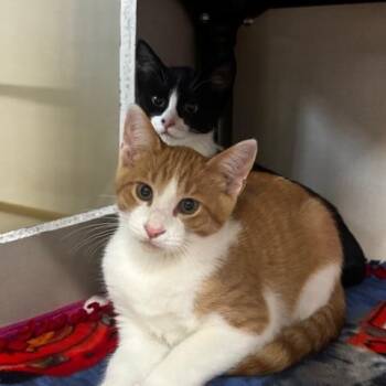 Rossi -  Domestic Short Hair Cat for Adoption in Hutchinson, Minnesota - Rossi | PetCurious