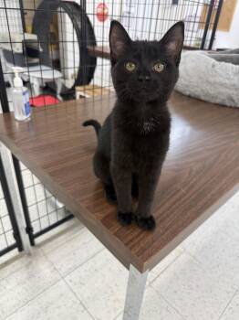 Meadow -  Domestic Short Hair Cat for Adoption in Bonnyville, Alberta - Meadow | PetCurious