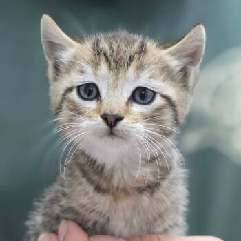 Taffy -  Domestic Short Hair Cat for Adoption in Buellton, California - Taffy | PetCurious