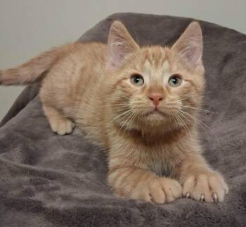 Domestic Short Hair Cats Available for Adoption in Fremont, Ohio - Hamm | PetCurious