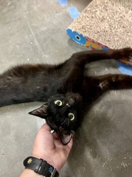 Domestic Short Hair Cats Available for Adoption - Luna | PetCurious