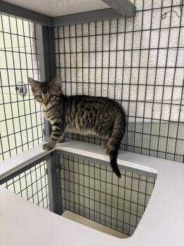 Bubba -  Domestic Short Hair Cat for Adoption in Kalamazoo, Michigan - Bubba | PetCurious