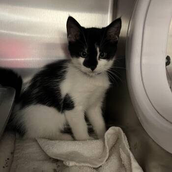 Cider -  Domestic Short Hair Cat for Adoption in Lakeland, Florida - Cider | PetCurious
