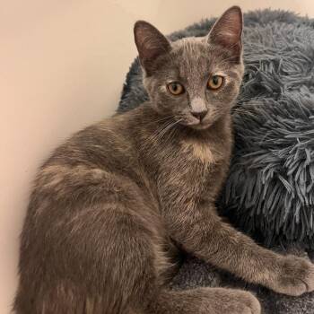Sierra -  Domestic Short Hair Cat for Adoption in Fairfax Station, Virginia - Sierra | PetCurious