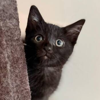 Walnut -  Domestic Short Hair Cat for Adoption in Richmond, Kentucky - Walnut | PetCurious