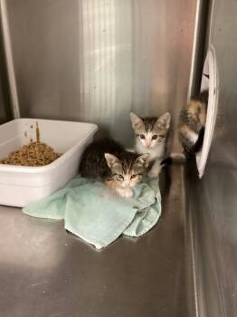 Rescue Domestic Short Hair Cats for Adoption in Athens, Tennessee - Von | PetCurious