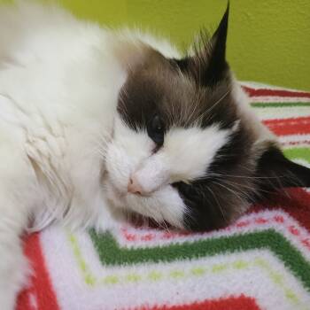 Rescue Ragdoll Cats for Adoption in Springfield, Missouri - Tiara | PetCurious