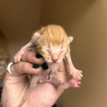 Milo -  Domestic Short Hair Cat for Adoption in Tempe, Arizona - Milo | PetCurious