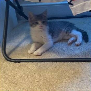 Jimmy Buffet -  Domestic Short Hair Cat for Adoption in Richmond, Virginia - Jimmy Buffet | PetCurious