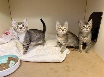 CELTIC -  Domestic Short Hair Cat for Adoption in Brewster, Massachusetts - CELTIC | PetCurious