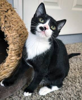Roxy -  Domestic Short Hair Cat for Adoption in Nashville, Tennessee - Roxy | PetCurious