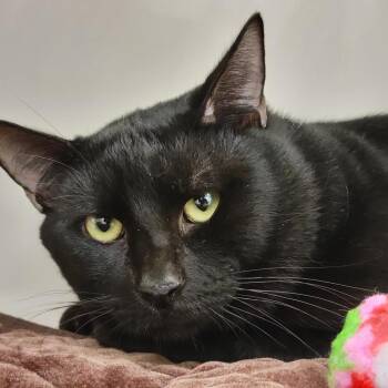 Domestic Short Hair Cats Available for Adoption - Pantera | PetCurious