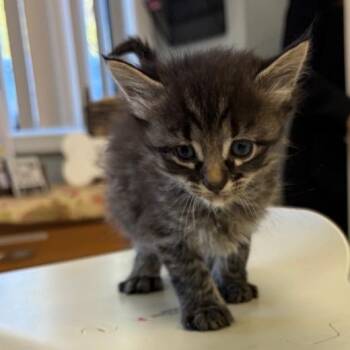 Domestic Medium Hair Cats Available for Adoption in Greensboro, Georgia - Monty | PetCurious