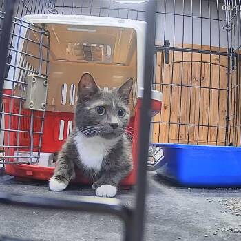 Domestic Short Hair Cats Available for Adoption - Mama | PetCurious