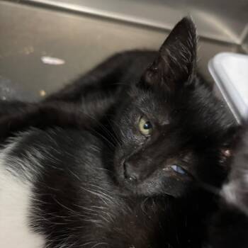 Ying -  Domestic Short Hair Cat for Adoption in Lakeland, Florida - Ying | PetCurious