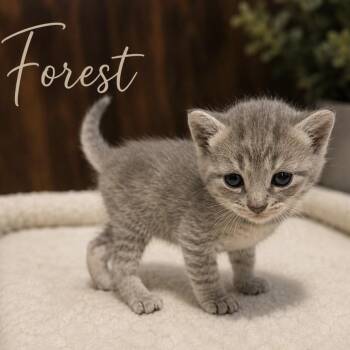 Forest -  Tabby and Domestic Short Hair Cat for Adoption in Concord, North Carolina - Forest | PetCurious