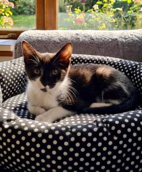 Bucky -  Domestic Short Hair Cat for Adoption in Chandler, Arizona - Bucky | PetCurious
