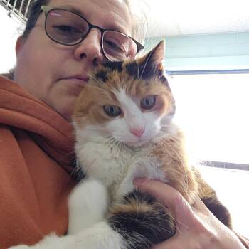 Domestic Short Hair Cats Available for Adoption - Kali | PetCurious