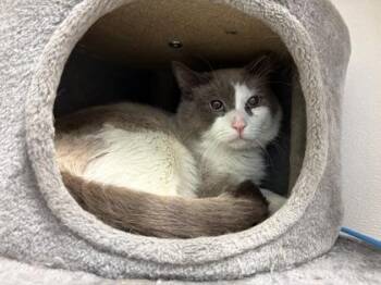 KB -  Domestic Short Hair Cat for Adoption in Golden Valley, Minnesota - KB | PetCurious