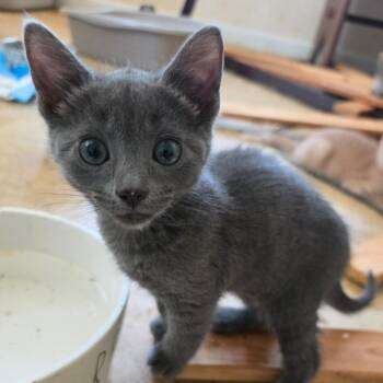 Domestic Short Hair Cats Available for Adoption in Melrose, Florida - Chandler | PetCurious