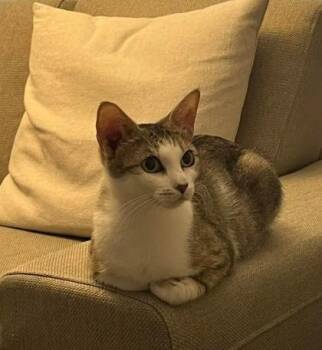Domestic Short Hair Cats Available for Adoption in Morton Grove, Illinois - Star | PetCurious