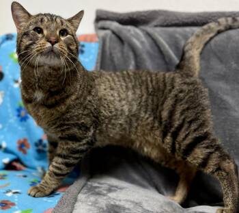 Domestic Short Hair Cats Available for Adoption - Miller | PetCurious