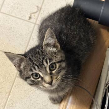 Gentoo -  Domestic Short Hair Cat for Adoption in Salt Lake City, Utah - Gentoo | PetCurious