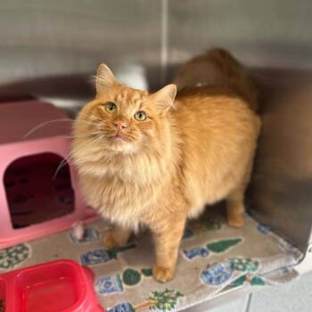 Hulk -  Domestic Medium Hair Cat for Adoption in Madison, Wisconsin - Hulk | PetCurious