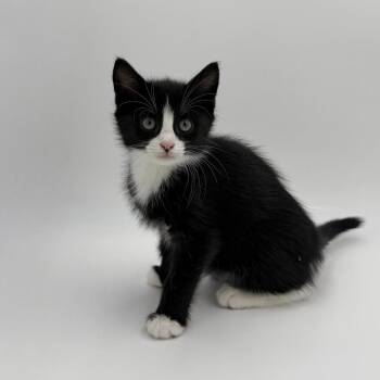 Spark -  Domestic Short Hair Cat for Adoption in State College, Pennsylvania - Spark | PetCurious