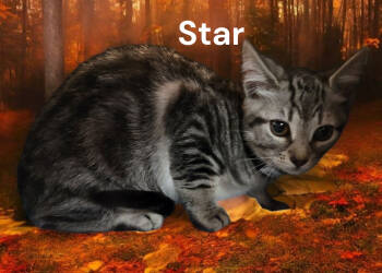 Rescue Tabby Cats for Adoption in Weems, Virginia - Star | PetCurious