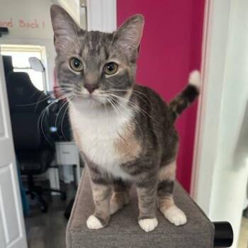 Cali Coming In -  Dilute Tortoiseshell Cat Available for Adoption in Clifton, New Jersey - Cali Coming In | PetCurious
