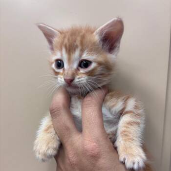 Domestic Short Hair Cats Available for Adoption in Goleta, California - Garnet | PetCurious