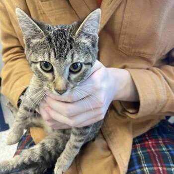 Azurill -  Domestic Short Hair Cat for Adoption in Des Moines, Iowa - Azurill | PetCurious