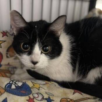 Summer Cottage -  Domestic Short Hair Cat for Adoption in Davenport, Iowa - Summer Cottage | PetCurious
