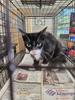 A137017 -  Domestic Short Hair Cat for Adoption in Palmetto, Florida - A137017 | PetCurious