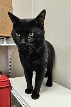 Ninja -  Domestic Short Hair Cat for Adoption in Fremont, Ohio - Ninja | PetCurious