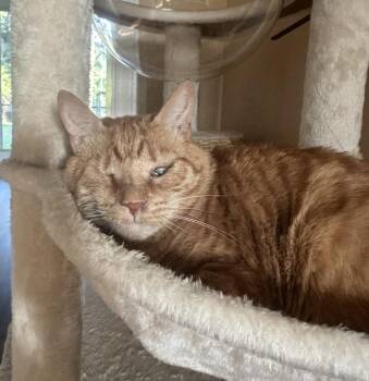 Domestic Short Hair and Tabby Cats Available for Adoption in Emerald Isle, North Carolina - Rory | PetCurious